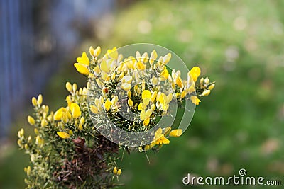 Gorse Stock Photo