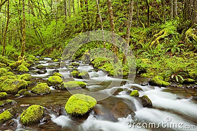 Gorton Creek in the Columbia River Gorge, Oregon, USA Stock Photo