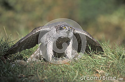 Goshawk, Accipiter gentilis Stock Photo