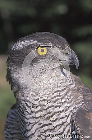 Goshawk, Accipiter gentilis Stock Photo