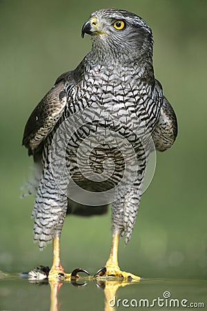 Goshawk, Accipiter gentilis Stock Photo