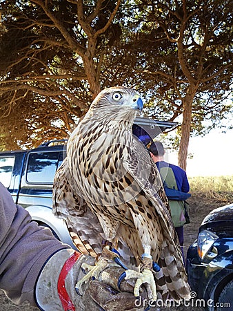 Goshawk, Falcon raptors. Falconry For hunting Editorial Stock Photo