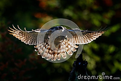 Goshawk flying, bird of prey with open wings with evening sun back light, nature forest habitat, Czech Republic. Wildlife scene Stock Photo