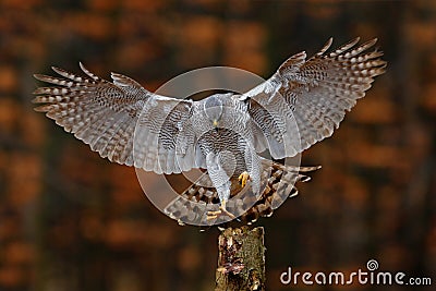 Goshawk flying, bird of prey with open wings with evening sun back light, nature forest habitat, Germany. Wildlife scene from Stock Photo