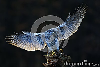 Goshawk, flying bird of prey with open wings with evening sun backlight, nature forest habitat in the background, landing on tree Stock Photo