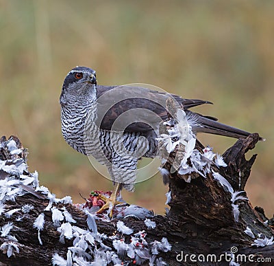 Goshawk with killed dove Stock Photo