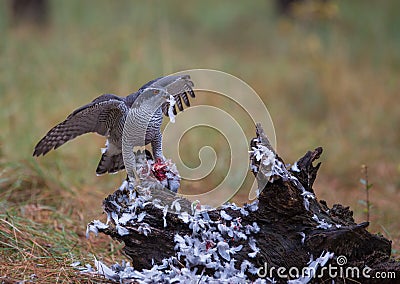 Goshawk with killed dove Stock Photo