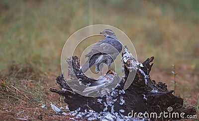 Goshawk with killed dove Stock Photo