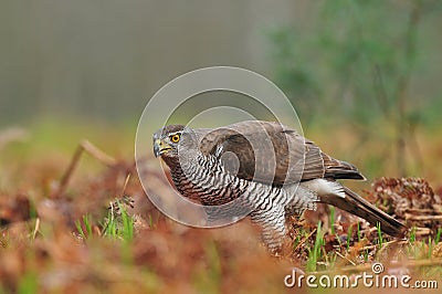 Goshawk Stock Photo