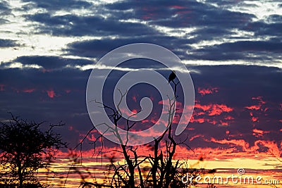 Goshawk in silhouette. Madikwe Game Reserve, South Africa Stock Photo