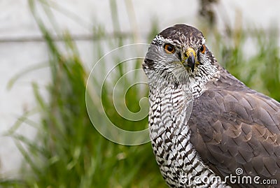 Goshawk Stare Stock Photo