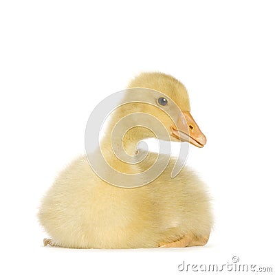 Gosling Stock Photo