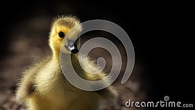 Gosling Stock Photo