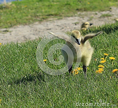 Gosling Stock Photo