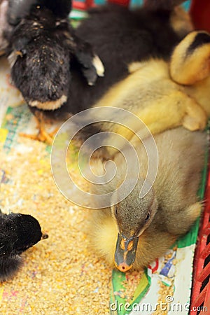 Gosling and chicken new born is a group Stock Photo