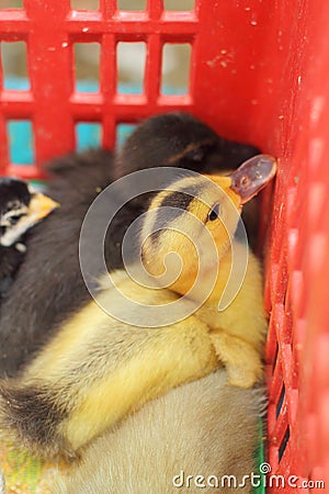 Gosling and chicken new born is a group Stock Photo