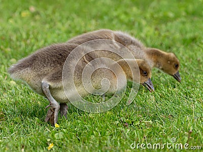 Gosling from Greylag Goose anser anser Stock Photo