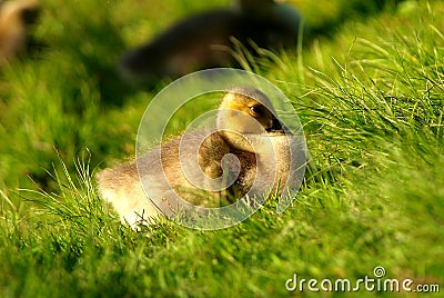 Gosling In Spring Stock Photo