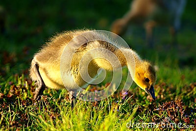 Gosling In Spring Stock Photo