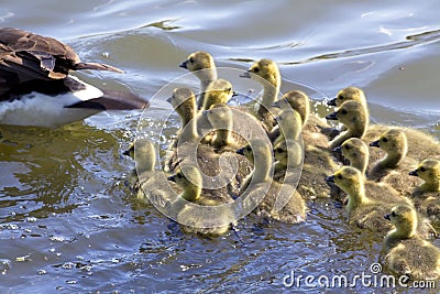 Goslings Go for a Swim Stock Photo