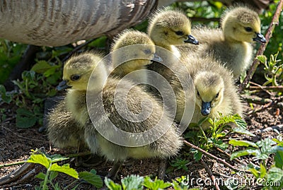 Goslings huddling together Stock Photo