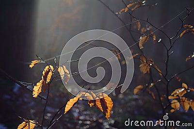 Sunlight in dark forest illuminating spider silk at leaves Stock Photo