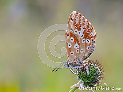 Gossamer Winged Butterfly Stock Photo