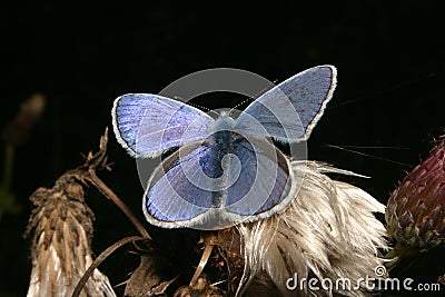 Gossamer-winged butterfly (Lycaenidae) Stock Photo