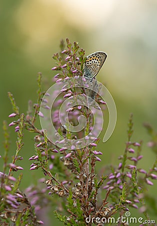 Gossamer-winged butterfly, Lycaenidae resting on heather Stock Photo