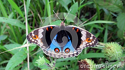 The gossamer winged butterfly spreads its wings over the flower Stock Photo