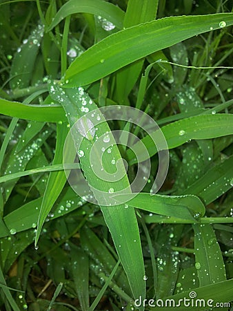 Gotas de lluvia Stock Photo
