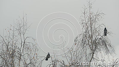 Gothic black raven bird on bare leafless branch, dramatic dark crow on fall tree Stock Photo