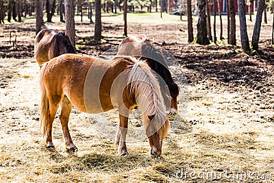 beautiful brown horses Gotland russ Editorial Stock Photo