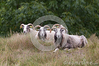 The Gotland sheep Stock Photo