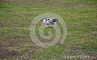 The Gottingen mini pigs was raised and bred for medical research purposes. They were developed by crossbreeding the Minnesota min Stock Photo