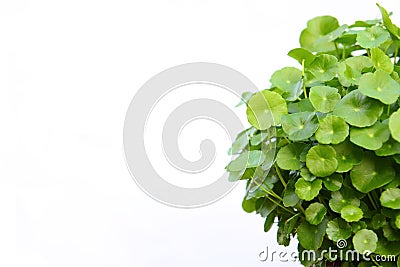 Gotu kola Stock Photo