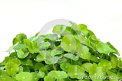 Gotu kola Stock Photo