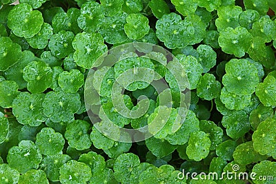 Gotu kola Stock Photo