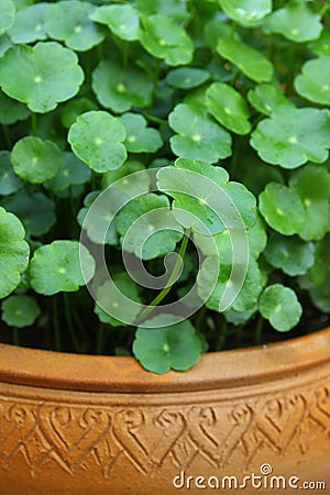 Gotu kola Stock Photo