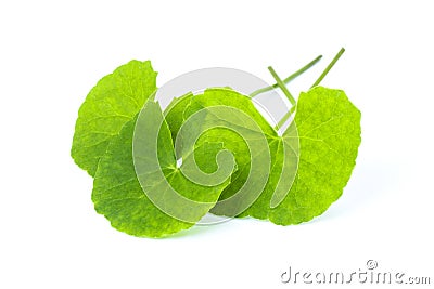 Gotu Kola leaves with water drops Asiatic pennywort, Indian pennywort, Centella asiatica isolated on white Stock Photo