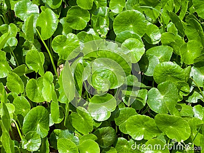 Gotu kola Stock Photo