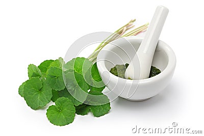 Gotu kola, asiatic pennywort, centella asiatica Stock Photo