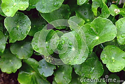 Gotu Kola, Asiatic Pennywort, Centella asiatica, green Leaves Stock Photo