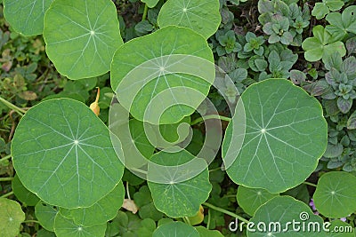 Gotu Kola close up Stock Photo