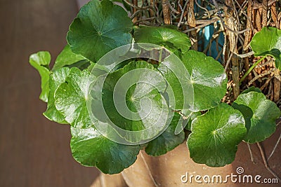 Gotu kola Stock Photo