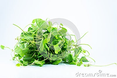 Gotu kola Stock Photo