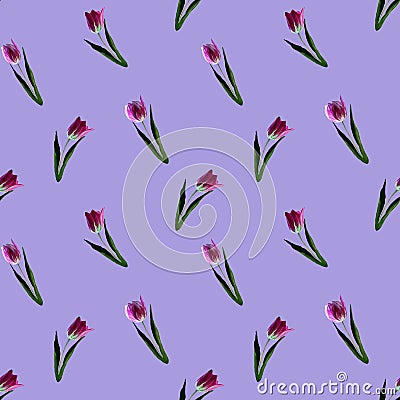 Gouache floral tulip backgraund. Seamless colorful spring pattern. Painted violet tulip plant on lilac backgrounjd. Purple blossom Stock Photo