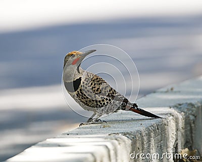 Goudspecht, Northern Flicker, Colaptes auratus Stock Photo