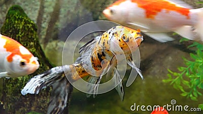 Goudvis stock videobeelden Goudvis stock videobeelden