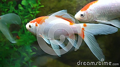 Goudvis stock videobeelden Goudvis stock videobeelden